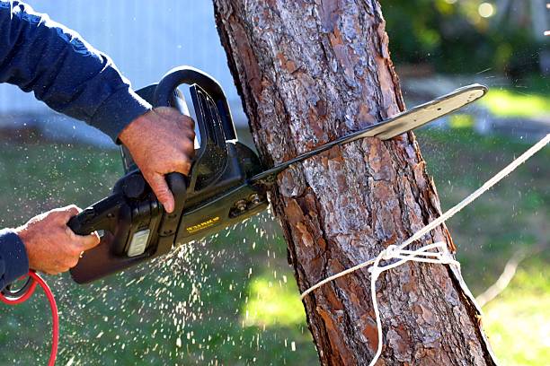 Best Fruit Tree Pruning  in USA